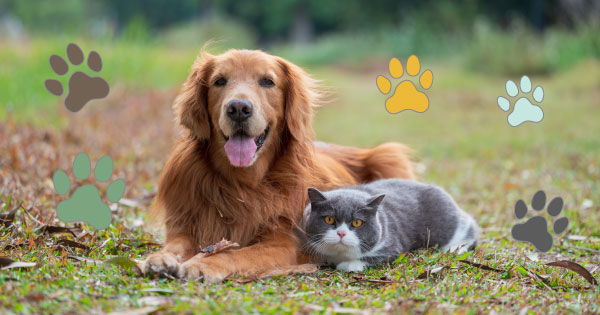 Golden retriever and British shorthair cat huddling together on the grass, with paw prints either side.